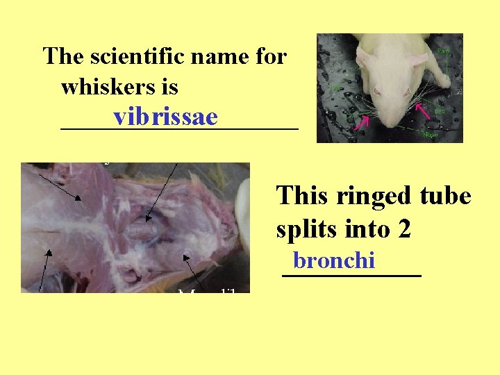 The scientific name for whiskers is __________ vibrissae This ringed tube splits into 2