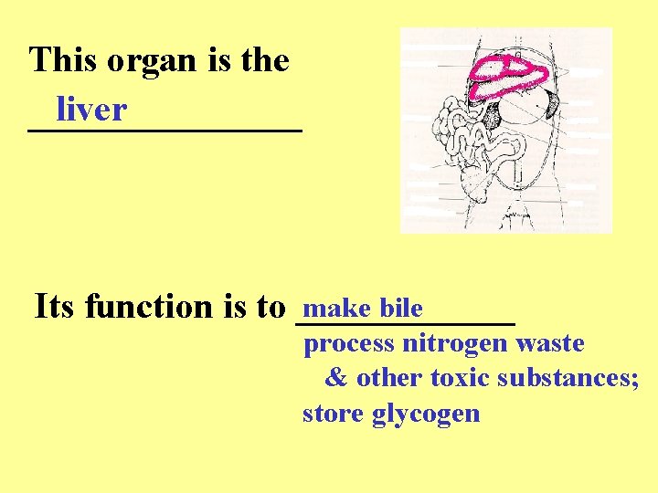 This organ is the liver ________ make bile Its function is to ______ process