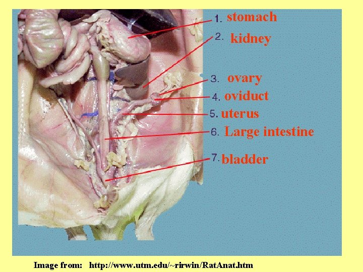 stomach kidney ovary oviduct uterus Large intestine bladder Image from: http: //www. utm. edu/~rirwin/Rat.
