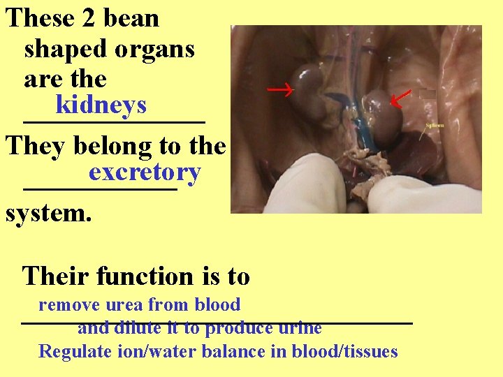 These 2 bean shaped organs are the kidneys _______ They belong to the excretory