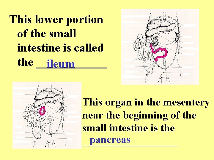 This lower portion of the small intestine is called the ______ ileum This organ