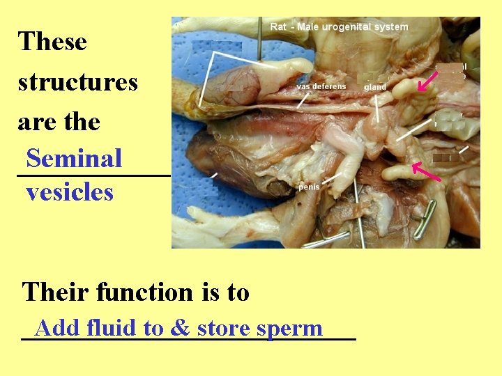These structures are the Seminal ______ vesicles Their function is to ____________ Add fluid