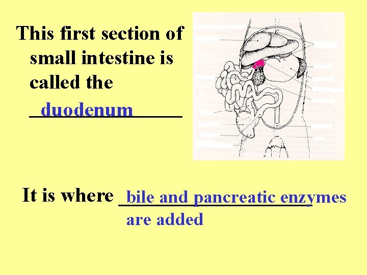 This first section of small intestine is called the ________ duodenum It is where