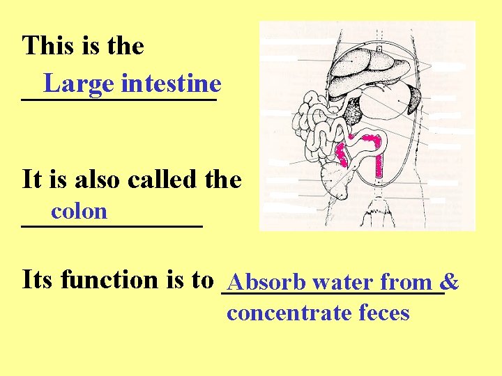 This is the Large intestine _______ It is also called the colon _______ Its