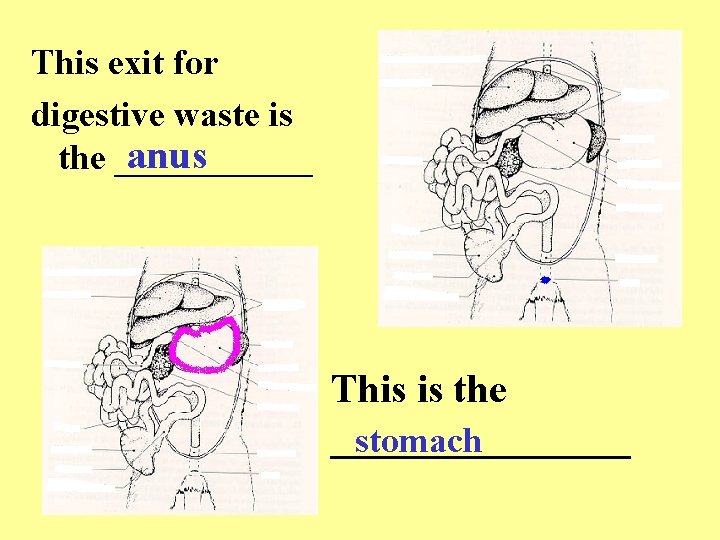 This exit for digestive waste is anus the ______ This is the ________ stomach