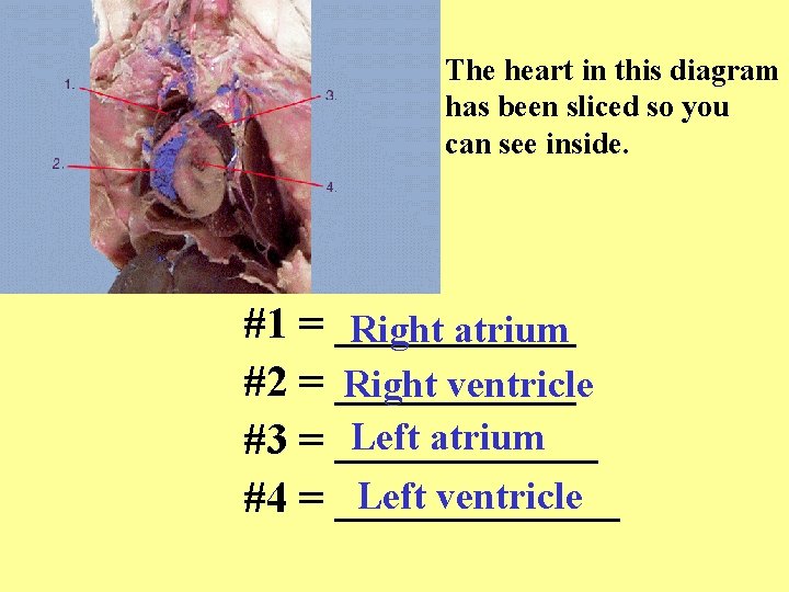 The heart in this diagram has been sliced so you can see inside. #1