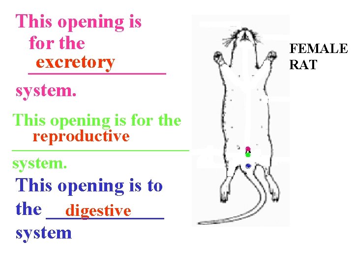 This opening is for the excretory _______ system. This opening is for the reproductive