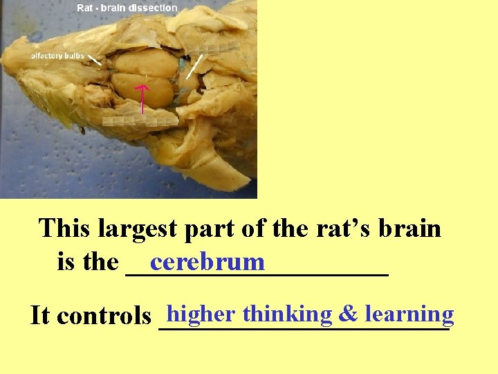 This largest part of the rat’s brain is the __________ cerebrum higher thinking &