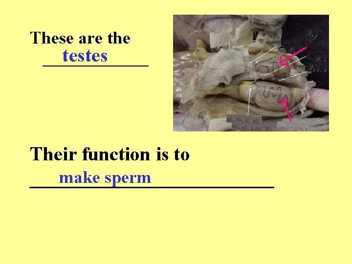 These are the testes ______ Their function is to make sperm _____________ 