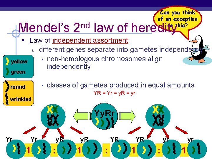 Can you think of an exception to this? Mendel’s 2 nd law of heredity Can you think of an exception to this? Mendel’s 2 nd law of heredity