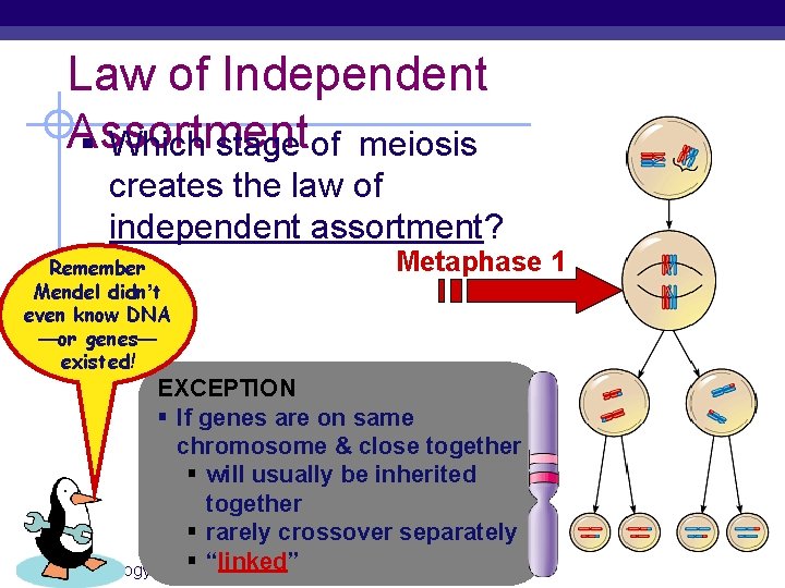 Law of Independent Assortment § Which stage of meiosis creates the law of independent