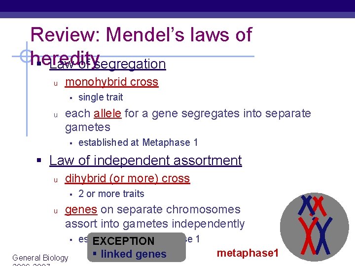 Review: Mendel’s laws of heredity § Law of segregation u monohybrid cross § u Review: Mendel’s laws of heredity § Law of segregation u monohybrid cross § u