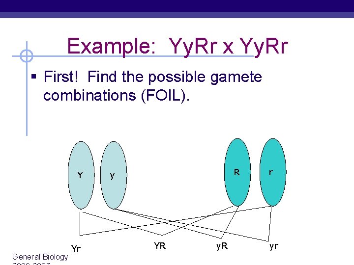 Example: Yy. Rr x Yy. Rr § First! Find the possible gamete combinations (FOIL).
