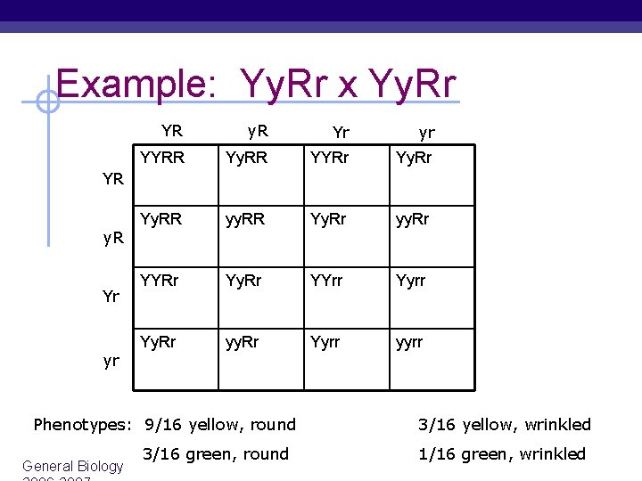 Example: Yy. Rr x Yy. Rr YR y. R Yr yr YYRR Yy. RR