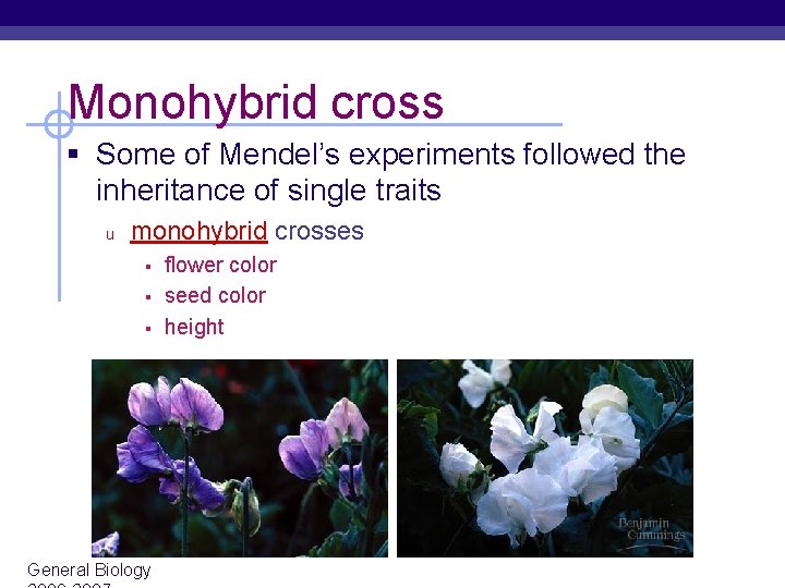 Monohybrid cross § Some of Mendel’s experiments followed the inheritance of single traits u Monohybrid cross § Some of Mendel’s experiments followed the inheritance of single traits u