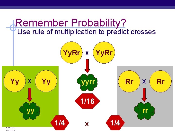 Remember Probability? Use rule of multiplication to predict crosses Yy. Rr x Yy. Rr