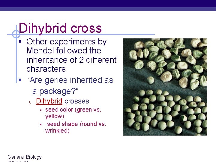 Dihybrid cross § Other experiments by Mendel followed the inheritance of 2 different characters