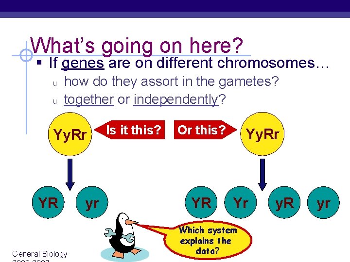 What’s going on here? § If genes are on different chromosomes… u u how