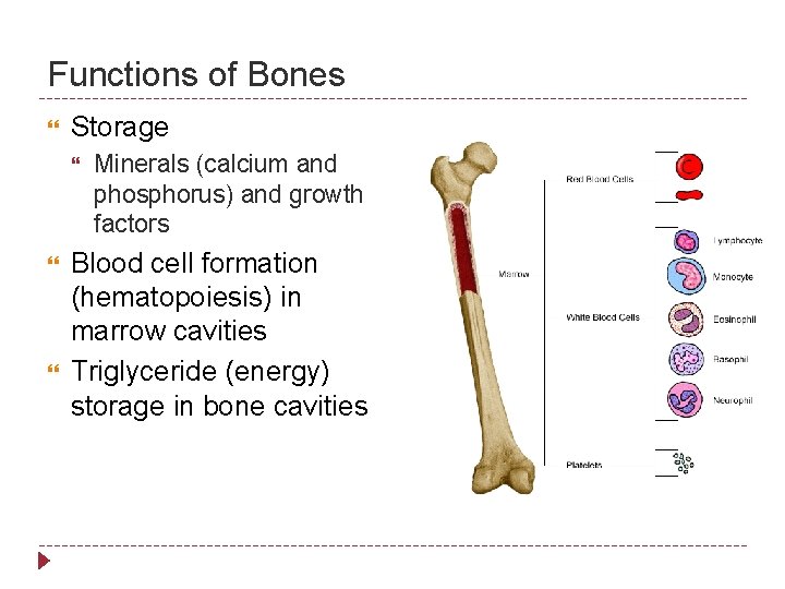 Functions of Bones Storage Minerals (calcium and phosphorus) and growth factors Blood cell formation