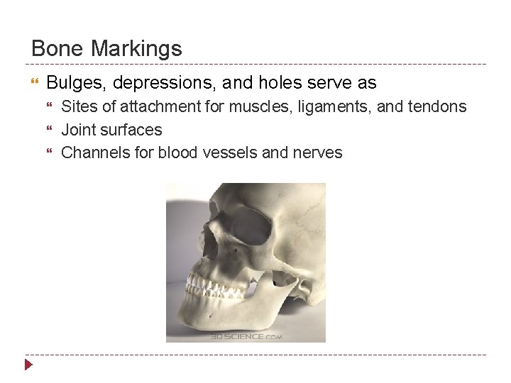 Bone Markings Bulges, depressions, and holes serve as Sites of attachment for muscles, ligaments,
