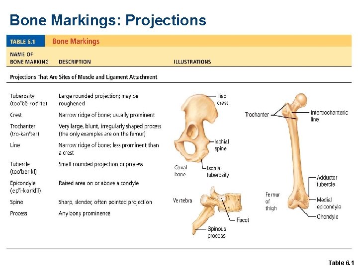 Bone Markings: Projections Table 6. 1 
