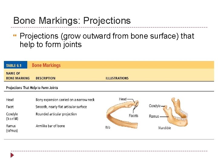 Bone Markings: Projections (grow outward from bone surface) that help to form joints 