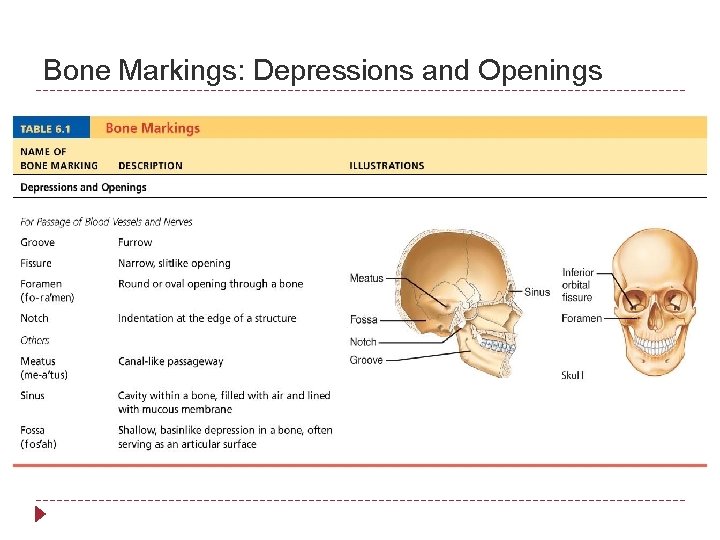 Bone Markings: Depressions and Openings 
