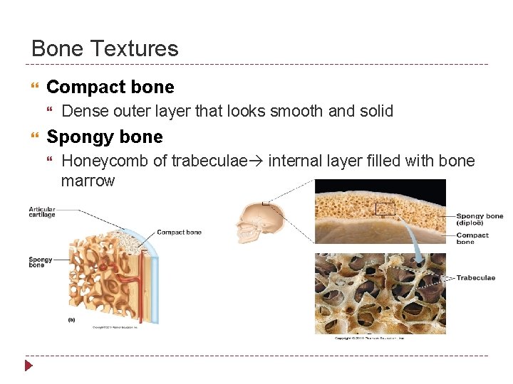 Bone Textures Compact bone Dense outer layer that looks smooth and solid Spongy bone