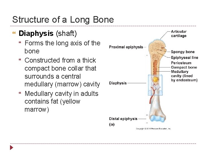 Structure of a Long Bone Diaphysis (shaft) Forms the long axis of the bone