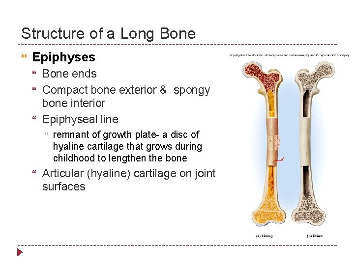 Structure of a Long Bone Epiphyses Bone ends Compact bone exterior & spongy bone
