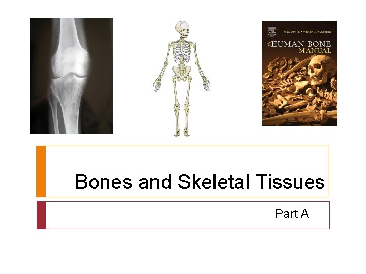 Bones and Skeletal Tissues Part A 