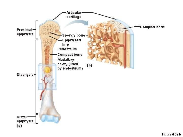Articular cartilage Proximal epiphysis Compact bone Spongy bone Epiphyseal line Periosteum Compact bone Medullary