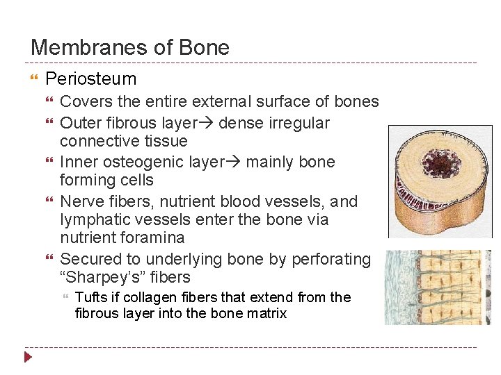 Membranes of Bone Periosteum Covers the entire external surface of bones Outer fibrous layer