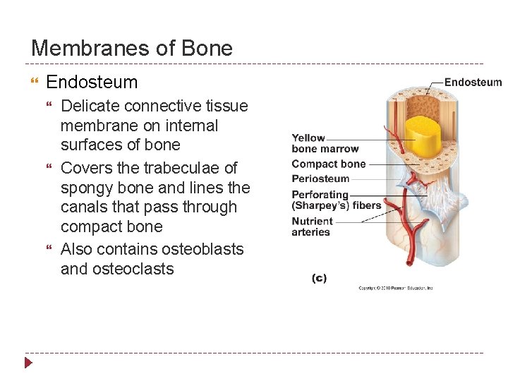 Membranes of Bone Endosteum Delicate connective tissue membrane on internal surfaces of bone Covers