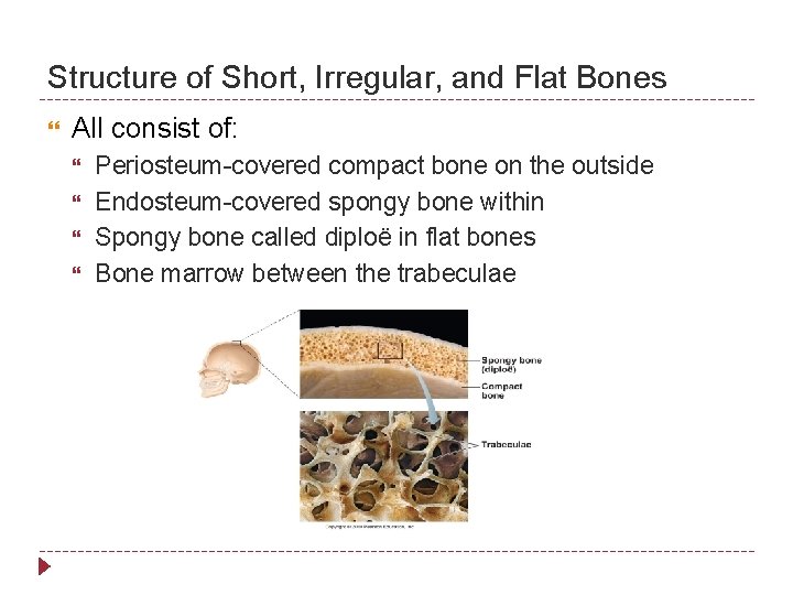 Structure of Short, Irregular, and Flat Bones All consist of: Periosteum-covered compact bone on