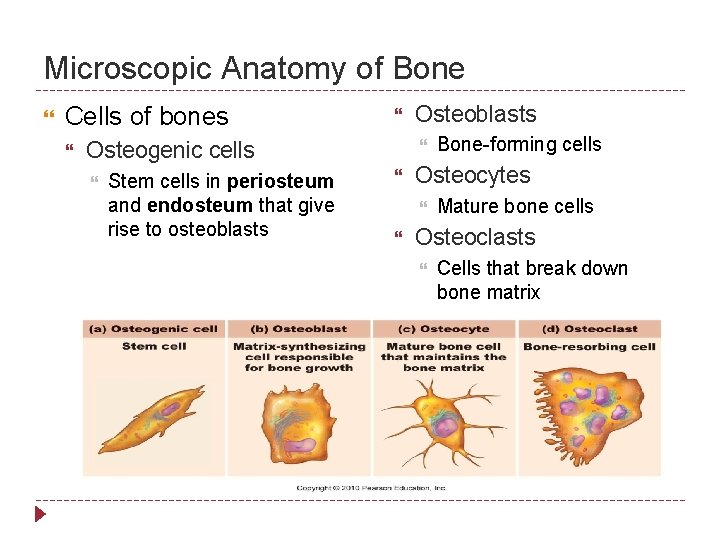 Microscopic Anatomy of Bone Cells of bones Osteogenic cells Stem cells in periosteum and