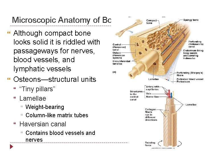 Microscopic Anatomy of Bone: Compact Bone Although compact bone looks solid it is riddled