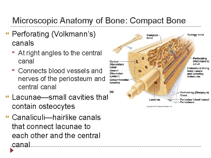Microscopic Anatomy of Bone: Compact Bone Perforating (Volkmann’s) canals At right angles to the