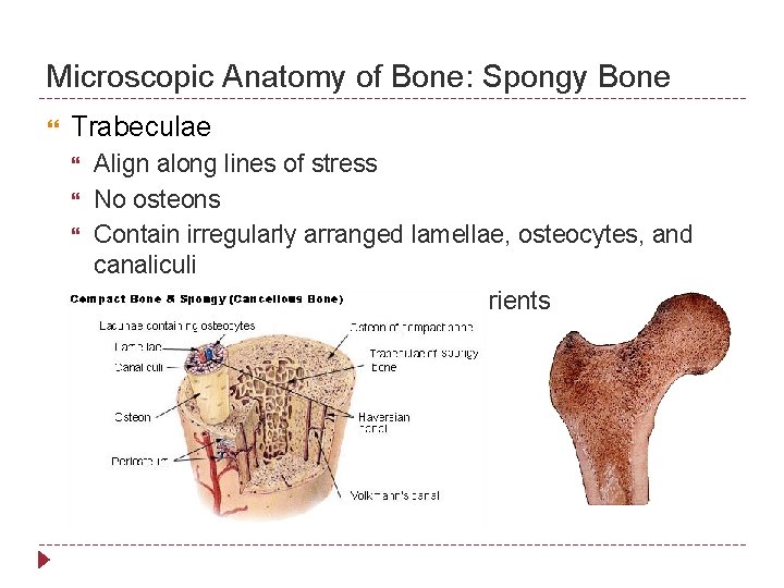 Microscopic Anatomy of Bone: Spongy Bone Trabeculae Align along lines of stress No osteons