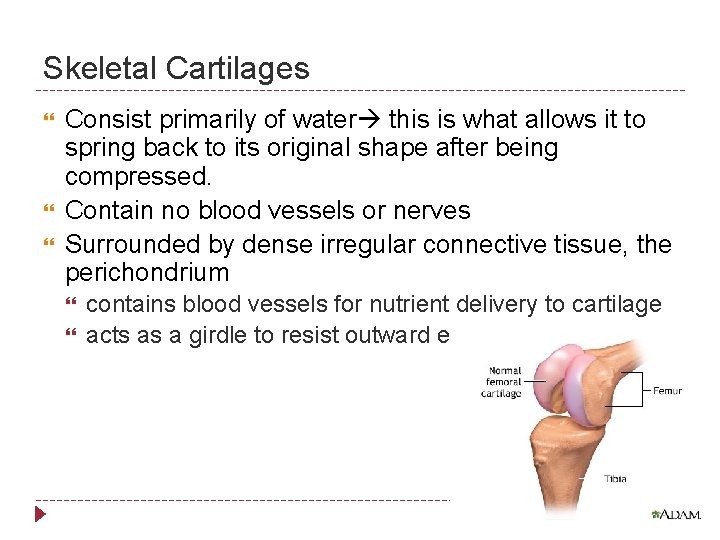 Skeletal Cartilages Consist primarily of water this is what allows it to spring back