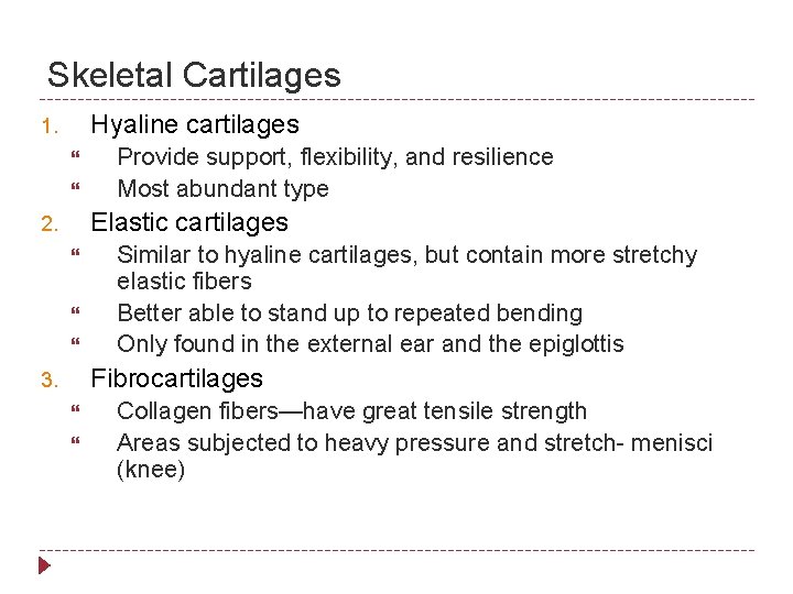 Skeletal Cartilages Hyaline cartilages 1. Provide support, flexibility, and resilience Most abundant type Elastic