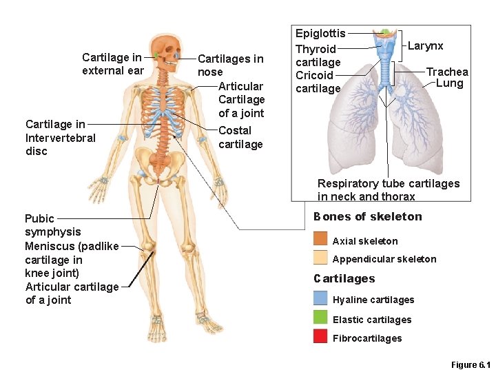 Cartilage in external ear Cartilage in Intervertebral disc Cartilages in nose Articular Cartilage of