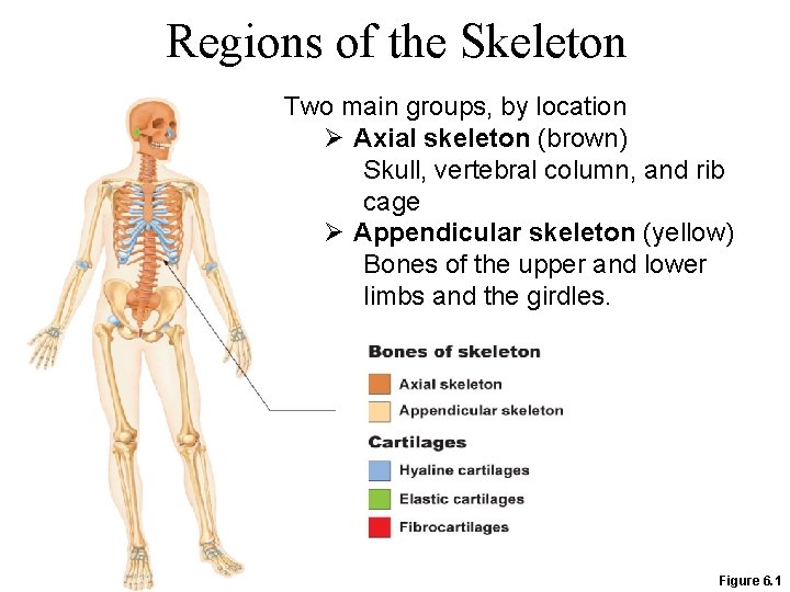 Regions of the Skeleton Two main groups, by location Ø Axial skeleton (brown) Skull,