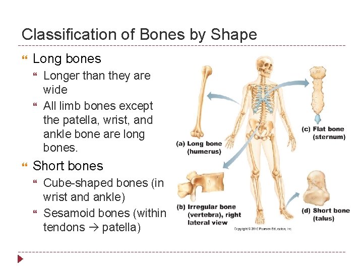 Classification of Bones by Shape Long bones Longer than they are wide All limb