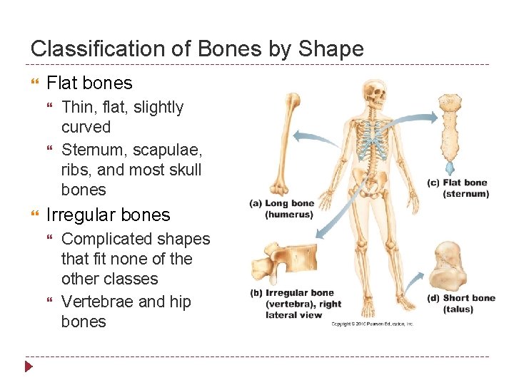 Classification of Bones by Shape Flat bones Thin, flat, slightly curved Sternum, scapulae, ribs,