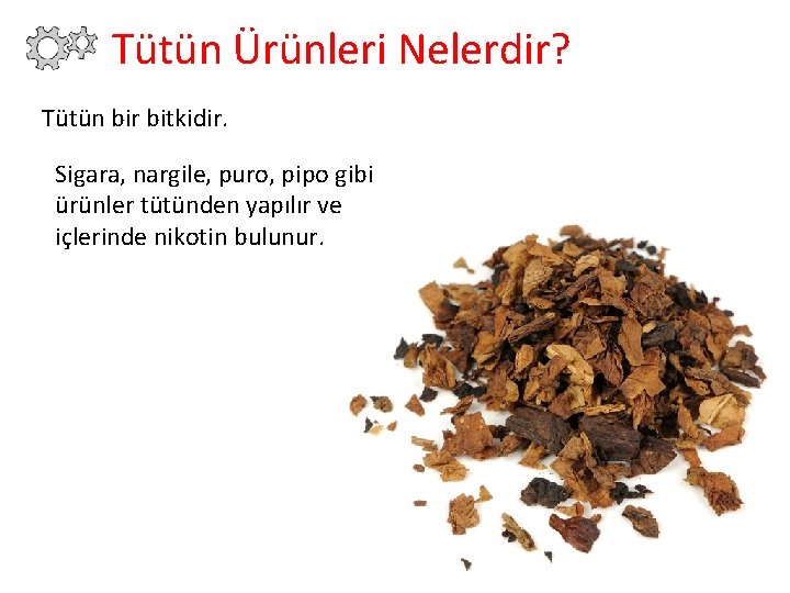 Tütün Ürünleri Nelerdir? Tütün bir bitkidir. Sigara, nargile, puro, pipo gibi ürünler tütünden yapılır