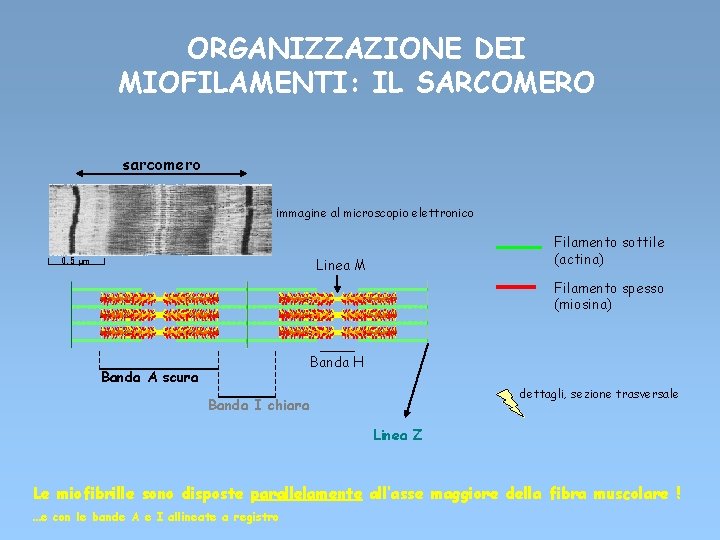 ORGANIZZAZIONE DEI MIOFILAMENTI: IL SARCOMERO sarcomero immagine al microscopio elettronico 0. 5 μm Filamento