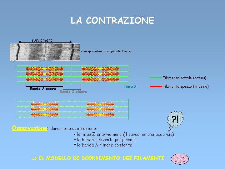 LA CONTRAZIONE sarcomero immagine al microscopio elettronico Filamento sottile (actina) Banda A scura Linea