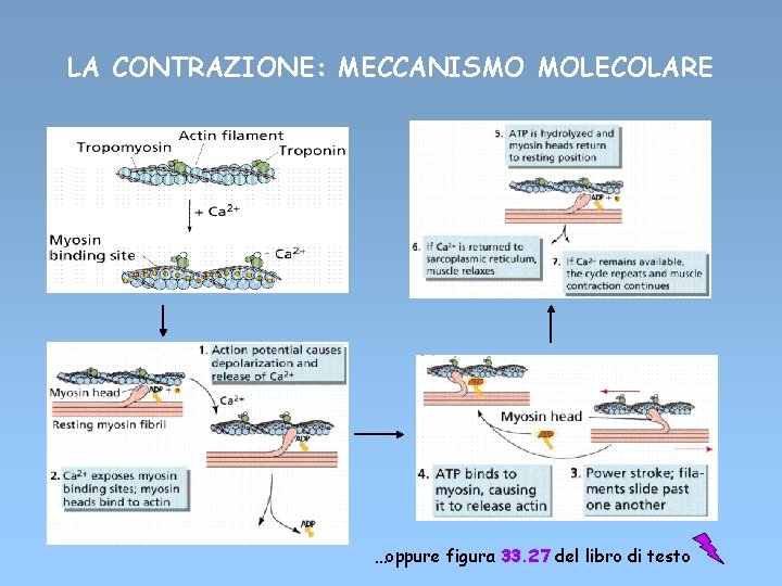 LA CONTRAZIONE: MECCANISMO MOLECOLARE …oppure figura 33. 27 del libro di testo 