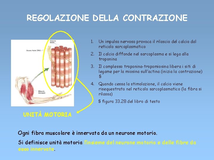 REGOLAZIONE DELLA CONTRAZIONE 1. Un impulso nervoso provoca il rilascio del calcio dal reticolo